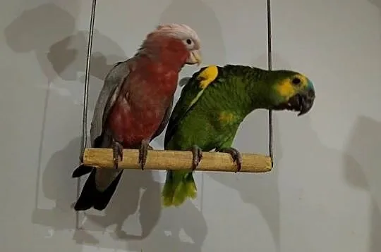 Papugi  Oswojone, Pomorskie, Prabuty