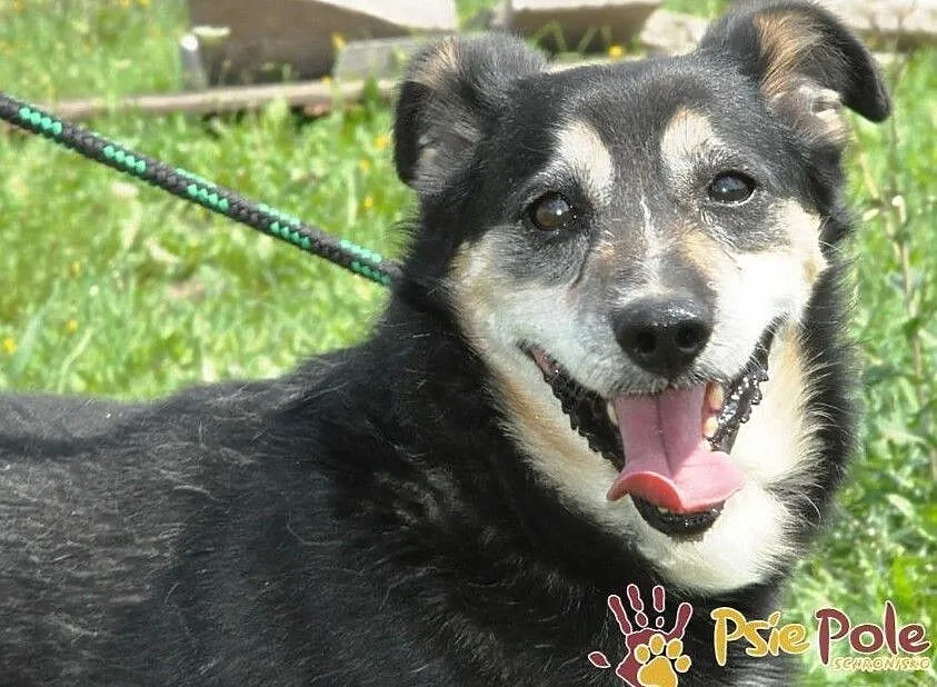 KAMYSIO-Przemiły pies z maską na pyszczku do adopcji, szukamy domu, Małopolskie, Kraków
