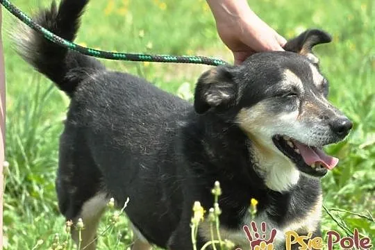 KAMYSIO-Przemiły pies z maską na pyszczku do adopcji, szukamy domu, Małopolskie, Kraków