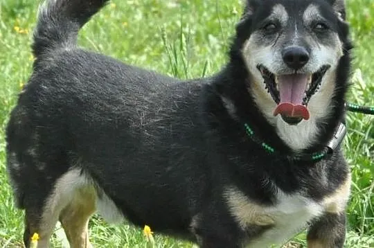 KAMYSIO-Przemiły pies z maską na pyszczku do adopcji, szukamy domu, Małopolskie, Kraków