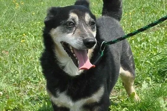 KAMYSIO-Przemiły pies z maską na pyszczku do adopcji, szukamy domu, Małopolskie, Kraków