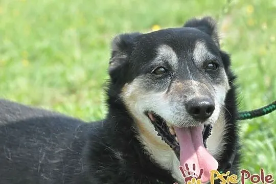KAMYSIO-Przemiły pies z maską na pyszczku do adopcji, szukamy domu, Małopolskie, Kraków