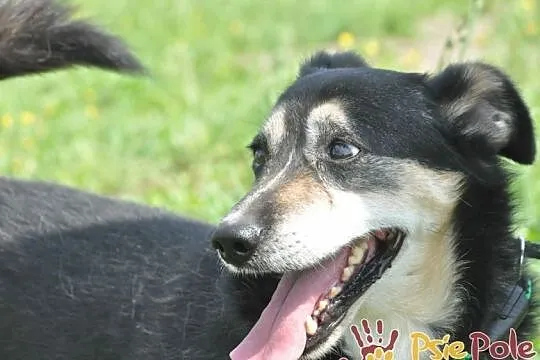 KAMYSIO-Przemiły pies z maską na pyszczku do adopcji, szukamy domu, Małopolskie, Kraków