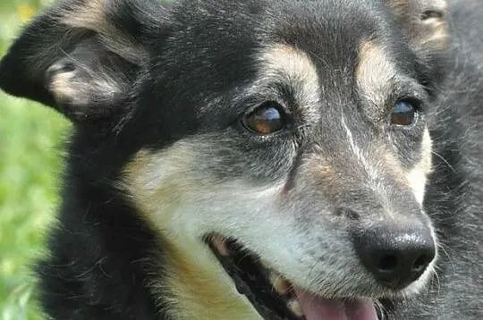 KAMYSIO-Przemiły pies z maską na pyszczku do adopcji, szukamy domu, Małopolskie, Kraków