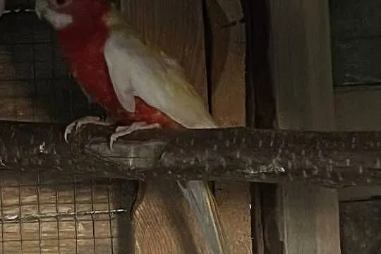 Sprzedam różne papugi, Wielkopolskie, Stobno Siódme