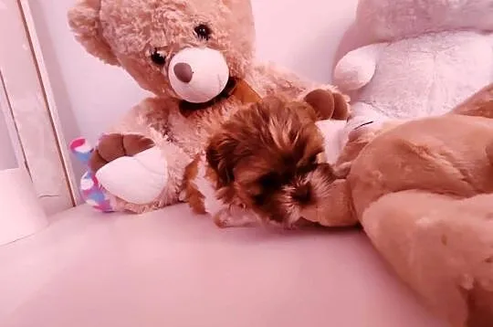 Shih tzu
