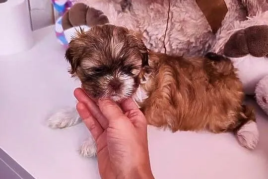 Shih tzu, Wielkopolskie, Lwówek