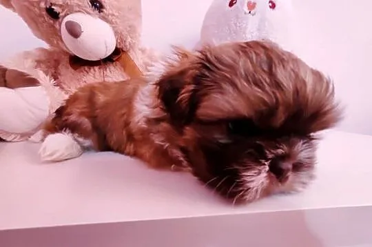 Shih tzu, Wielkopolskie, Lwówek