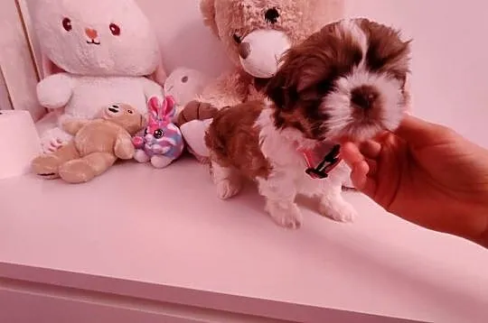 Shih tzu, Wielkopolskie, Lwówek
