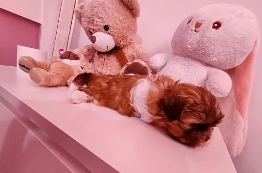 Shih tzu, Wielkopolskie, Lwówek