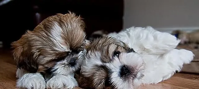 SHIH-TZU Śliczne rodowód ZKwP FCI