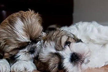 SHIH-TZU Śliczne rodowód ZKwP FCI