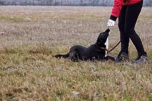 Czy znajdę dom? Czy dla ludzi juz zupełnie nic nie znaczy moje życie? Kubuś w schronisku cierpi.,  śląskie Katowice