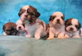 Mamy piekne szczeniaczki Shih Tzu !!!.... email : {{emanuellepatricia71@gmail.com}}