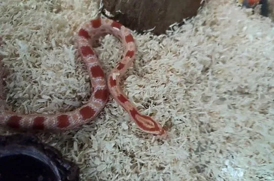Wąż zbożowy samica młoda, Podkarpackie, Wierzbna