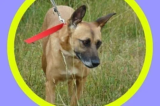 Duży,gładkowłosy,spragniony bliskości człowieka,cz