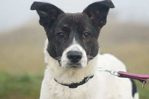 Rocky :) pies, adopcja,  lubuskie Gorzów Wielkopolski