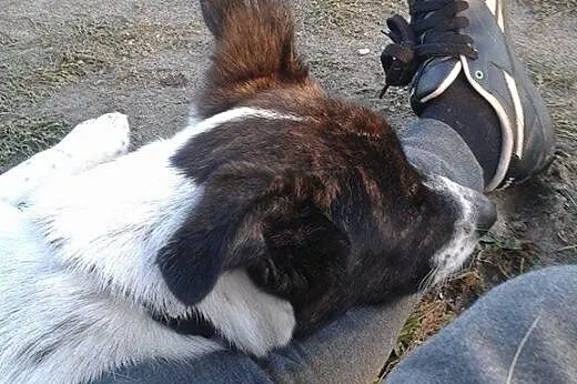 Rocky :) pies, adopcja,  lubuskie Gorzów Wielkopol