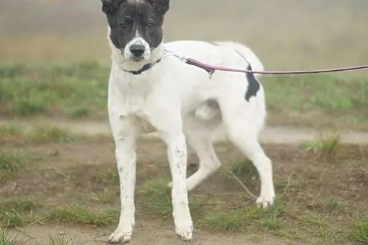 Rocky :) pies, adopcja,  lubuskie Gorzów Wielkopol