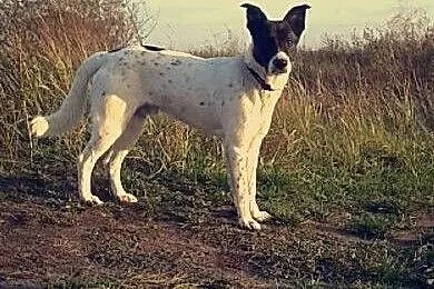 Rocky :) pies, adopcja,  lubuskie Gorzów Wielkopol