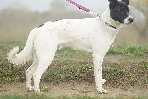 Rocky :) pies, adopcja,  lubuskie Gorzów Wielkopol