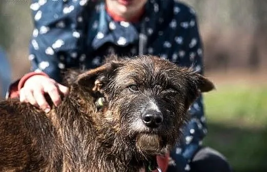Londi- psia jedynaczka do adopcji, śląskie Katowi