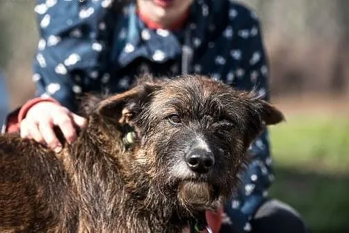 Londi- psia jedynaczka do adopcji,  śląskie Katowi
