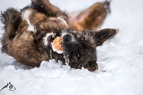 Londi- psia jedynaczka do adopcji,  śląskie Katowi