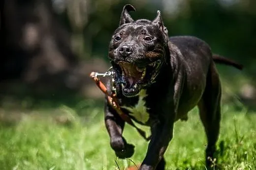Pokochaj czarnego psa ! NEMO swój urok ma :),  maz