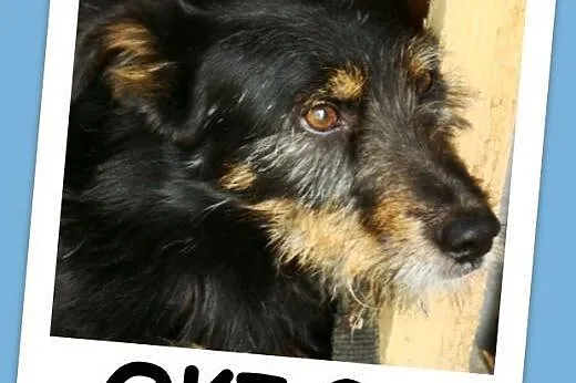 Terierkowaty OKI 2, radosny,przyjazny,łagodny psia