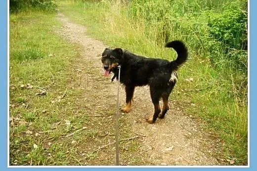 Terierkowaty OKI 2, radosny,przyjazny,łagodny psia