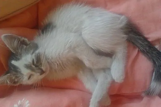 2,5 msc.ufna Ada szuka pilnie domu,choćby tymczas.
