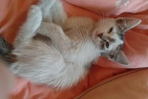 2,5 msc.ufna Ada szuka pilnie domu,choćby tymczas.