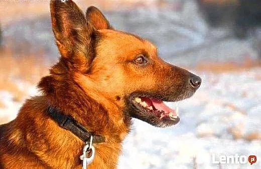 BUBU - piękny, wiecznie uśmiechnięty psiak szuka d