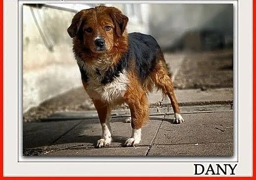 Kochany DANY,wierny,przyjazny,średni 18 kg,szczepiony piesek.Adopcja., mazowieckie Warszawa, Mazowieckie, Warszawa
