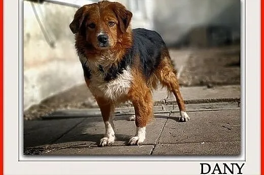 Kochany DANY,wierny,przyjazny,średni 18 kg,szczepiony piesek.Adopcja.,  mazowieckie Warszawa, Mazowieckie, Warszawa