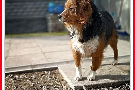 Kochany DANY,wierny,przyjazny,średni 18 kg,szczepiony piesek.Adopcja.,  mazowieckie Warszawa, Mazowieckie, Warszawa