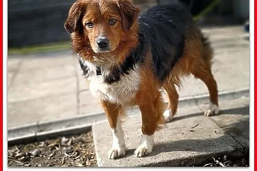 Kochany DANY,wierny,przyjazny,średni 18 kg,szczepiony piesek.Adopcja.,  mazowieckie Warszawa, Mazowieckie, Warszawa