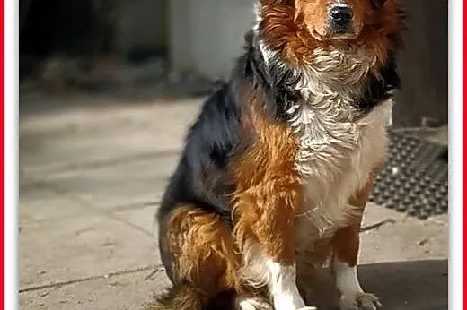 Kochany DANY,wierny,przyjazny,średni 18 kg,szczepiony piesek.Adopcja.,  mazowieckie Warszawa, Mazowieckie, Warszawa