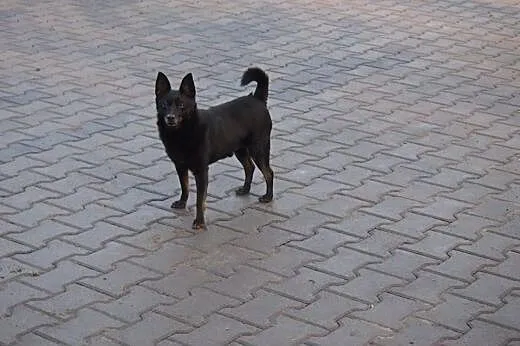FANTOM vel GRUBY ... ok 7 lat,  wielkopolskie Pozn