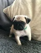 Mops-Welpen suchen ein neues Zuhause... WhatsApp: +44 7453 907158