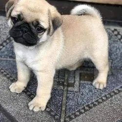 Mops-Welpen suchen ein neues Zuhause... WhatsApp: +44 7453 907158, , Hamentów