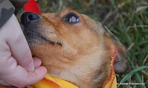 Malutka Lotka, skacząca jak sprężynka :), kujawsk