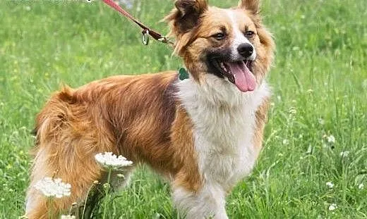 RUDOLF w typie border collie red szuka domu, mazo