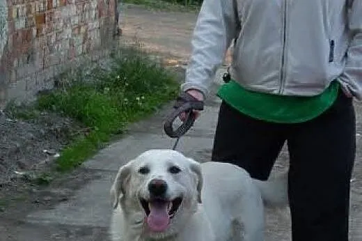 Maks - łagodny w typie labka,  Kundelki cała Polsk