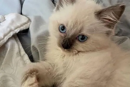 Odchowana dziewczynka Ragdoll nauczona czystości kocha dzieci Rodowód, Mazowieckie, Warszawa