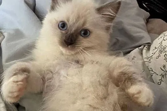 Odchowana dziewczynka Ragdoll nauczona czystości kocha dzieci Rodowód, Mazowieckie, Warszawa