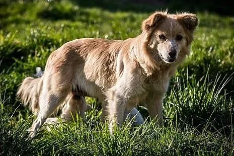 Vanilka-  słodka, grzeczna suczka do adopcji,  ślą
