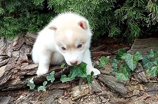 Siberian husky boy
