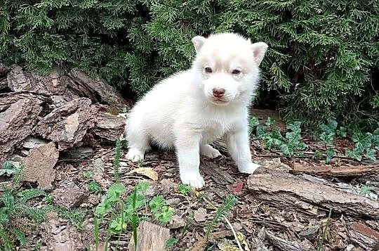 Siberian husky boy, Śląskie, Racibórz